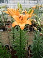 [5121 Puma DJ No02.JPG]